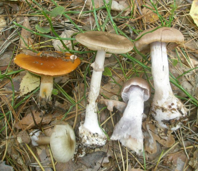 1_cort_mucosus_am_porphyria_cort_anomalus_col_buturacea1.jpg