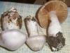 1_cortinarius_alboviolaceus_1_t1.jpg