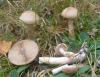 1_cortinarius_anomalus_1_t1.jpg