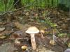 1_cortinarius_armilatus_1_t1.jpg