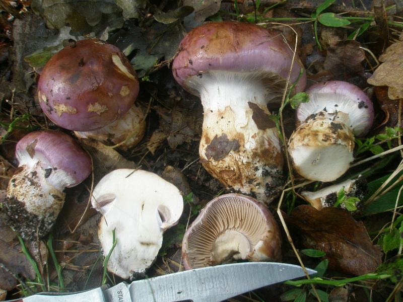 1_cortinarius_cumatilis_1.jpg