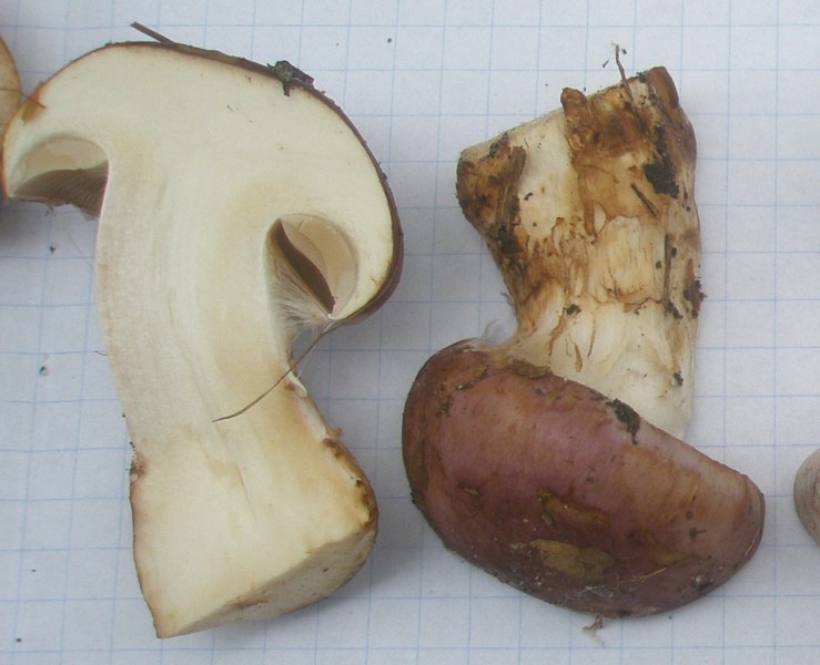 1_cortinarius_cumatilis_1a.jpg