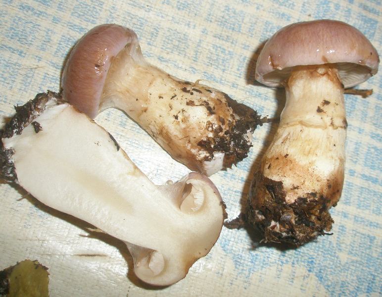 1_cortinarius_cumatilis_2.jpg