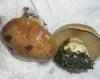 1_cortinarius_cupreorufus_0_t1.jpg