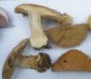 1_cortinarius_cupreorufus_1a_t1.jpg