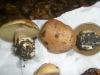 1_cortinarius_cupreorufus_t1.jpg