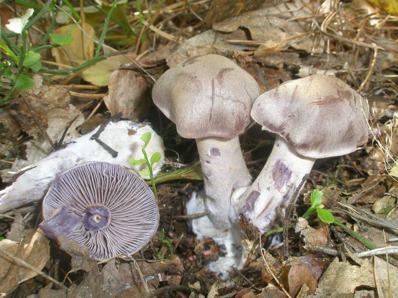 1_cortinarius_cyanites_1_sp.jpg