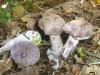 1_cortinarius_cyanites_1_sp_t1.jpg