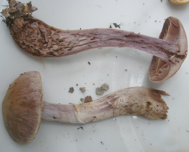 1_cortinarius_cyanites_2.jpg