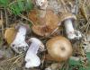 1_cortinarius_cyanites_5_t1.jpg