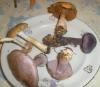 1_cortinarius_delibutus_nemorensis_violaceus_sp_t1.jpg