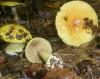 1_cortinarius_elegantior_1a_t1.jpg