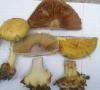 1_cortinarius_elegantior_1b_t1.jpg