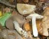 1_cortinarius_infractus_1_t1.jpg