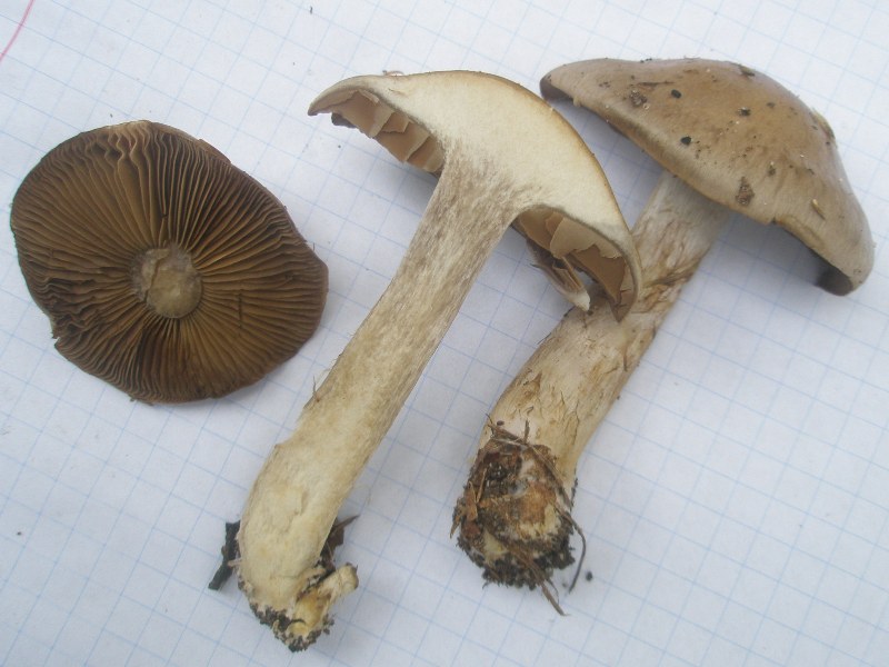 1_cortinarius_infractus_1a.jpg