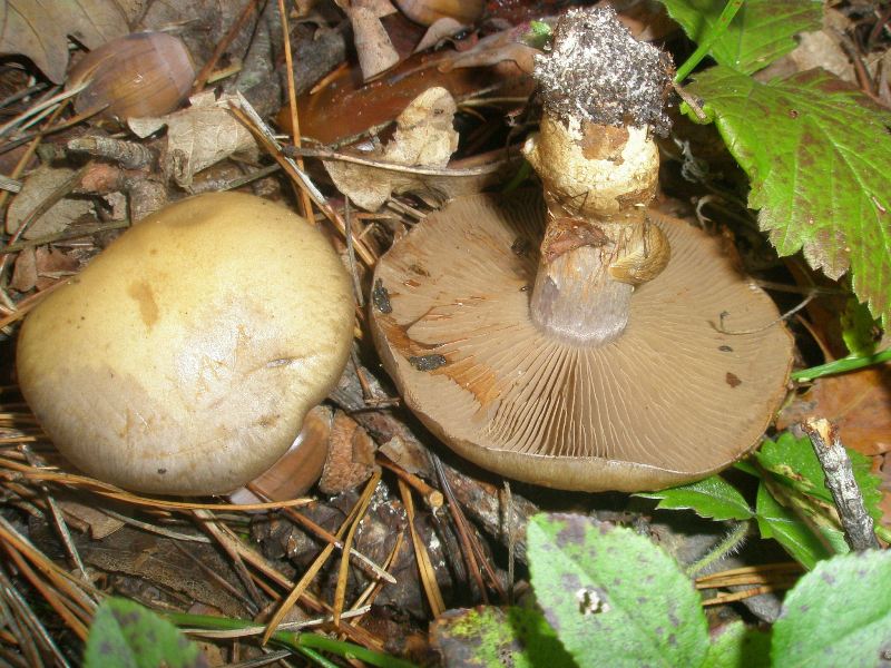 1_cortinarius_infractus_3.jpg