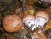 1_cortinarius_lividoviolaceus_1_t1.jpg