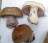 1_cortinarius_lividoviolaceus_1a_t1.jpg