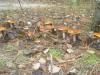 1_cortinarius_mucosus_2_t1.jpg