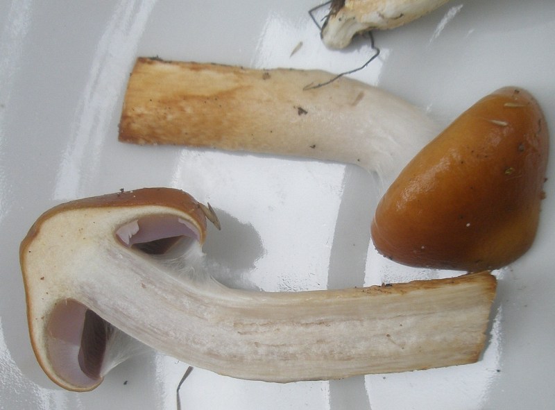1_cortinarius_mucosus_var_collinitus_1.jpg