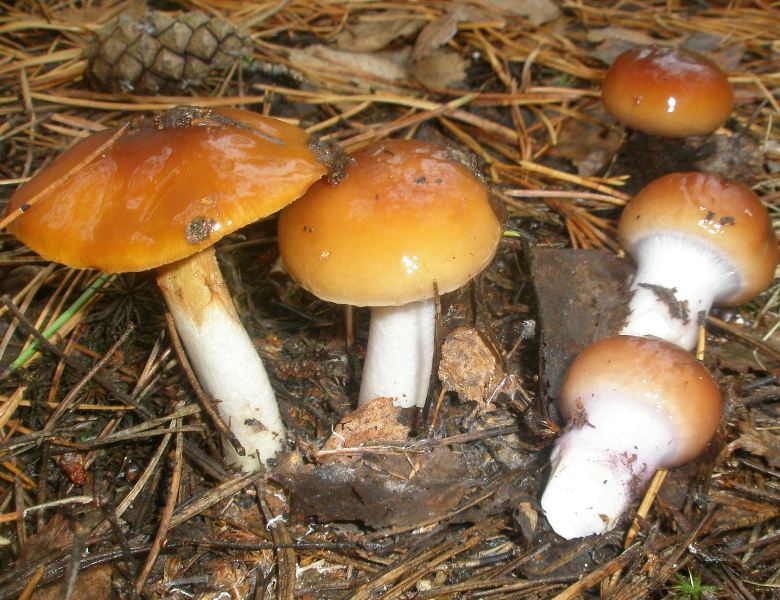 1_cortinarius_mucosus_var_collinitus_2.jpg