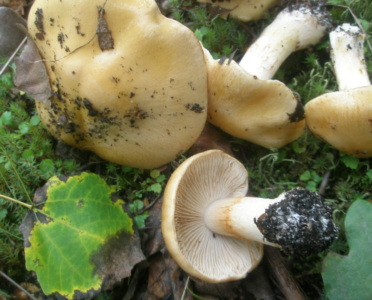 1_cortinarius_multiformis_1.jpg
