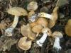 1_cortinarius_multiformis_1b_t1.jpg