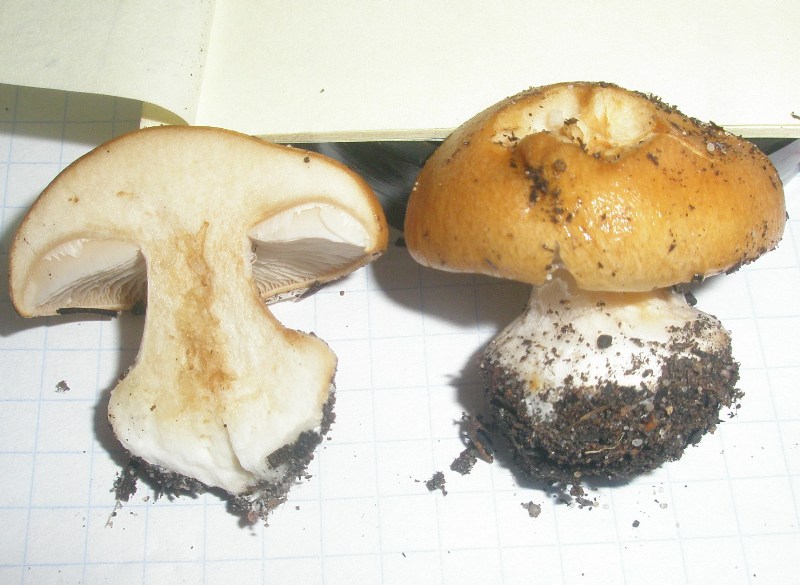 1_cortinarius_multiformis_3.jpg