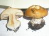 1_cortinarius_multiformis_3_t1.jpg