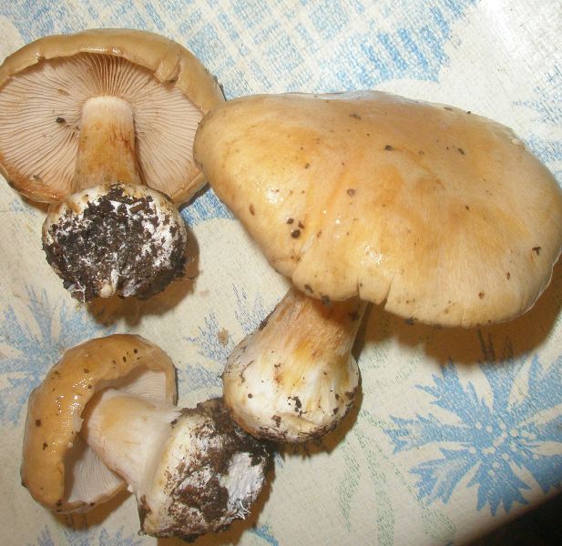 1_cortinarius_multiformis_4.jpg