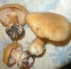 1_cortinarius_multiformis_4_t1.jpg