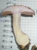 1_cortinarius_nemorensis_1c_t1.jpg