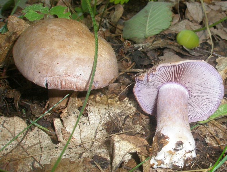 1_cortinarius_nemorensis_2a.jpg