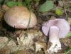 1_cortinarius_nemorensis_2a_t1.jpg