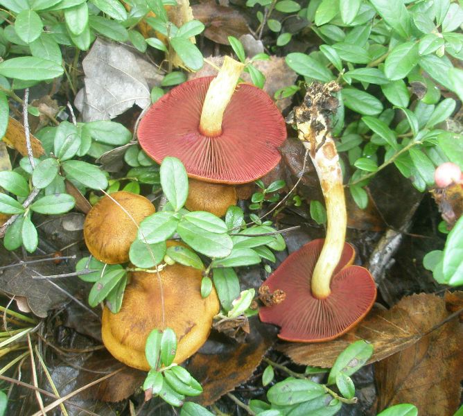 1_cortinarius_semisanguineus_1.jpg