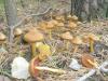 1_cortinarius_semisanguineus_3_t1.jpg