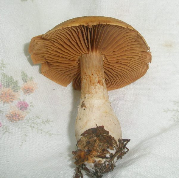 1_cortinarius_sp_1.jpg