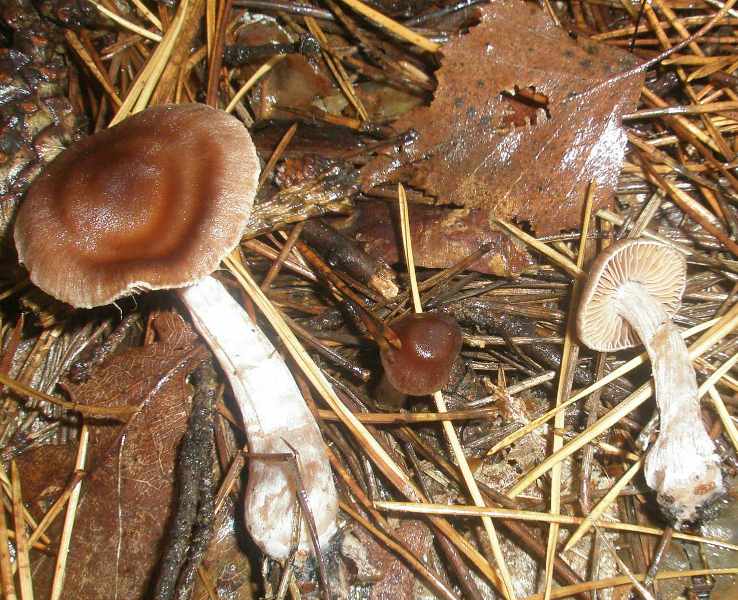 1_cortinarius_sp_3.jpg