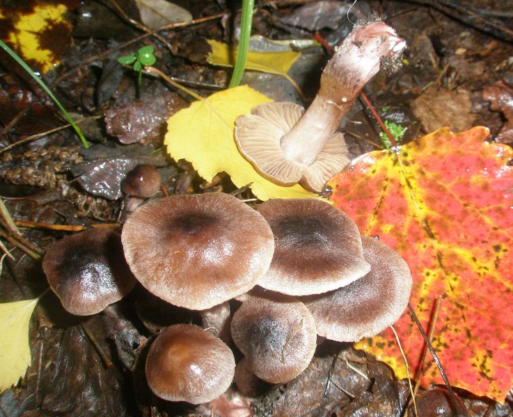 1_cortinarius_sp_3a.jpg