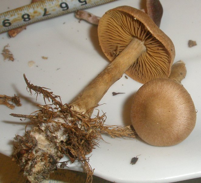 1_cortinarius_sp_4.jpg