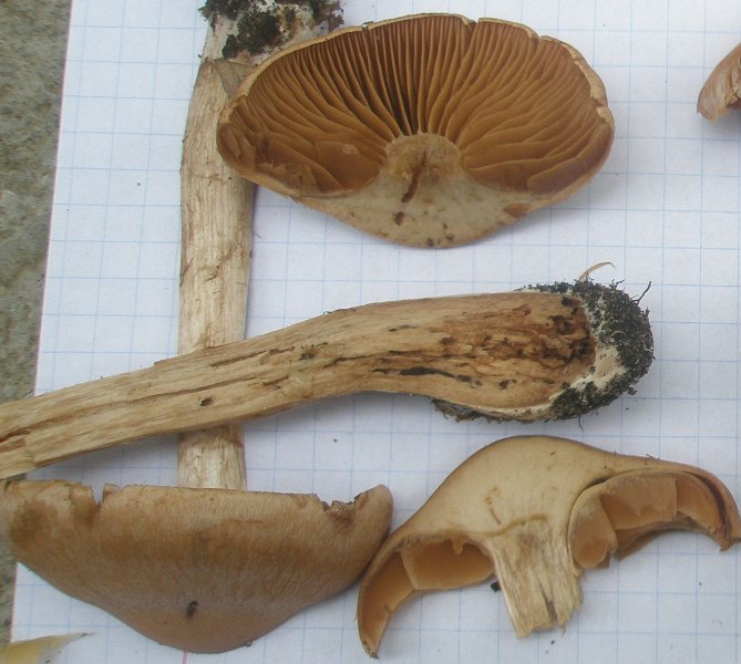 1_cortinarius_sp_5a.jpg