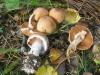 1_cortinarius_sp_6_t1.jpg