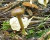 1_cortinarius_sp_venetus_1_t1.jpg