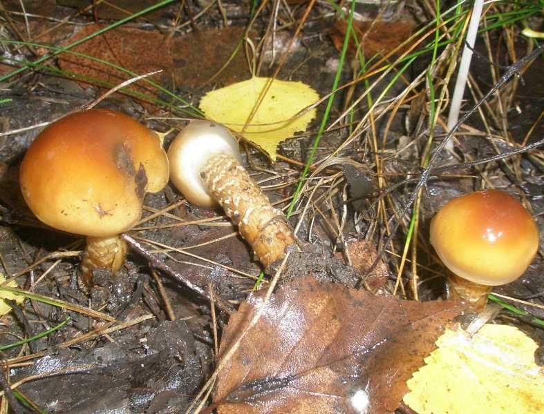 1_cortinarius_trivialis_1.jpg