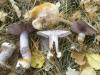 1_cortinarius_variecolor_t1.jpg
