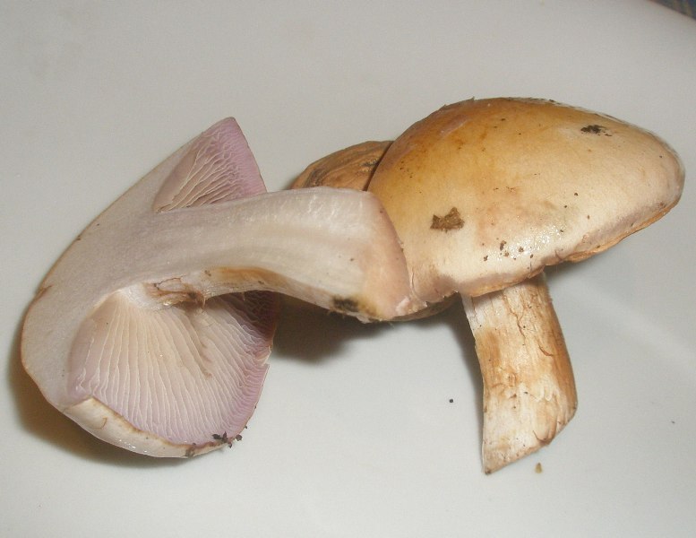 1_cortinarius_varius.jpg