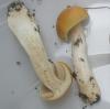 1_cortinarius_vibratilis_1a_t1.jpg