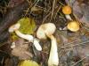 1_cortinarius_vibratilis_2a_t1.jpg