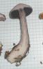 1_cortinarius_violaceus_4a_t1.jpg