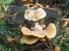 1_crepidotus_mollis_t1.jpg